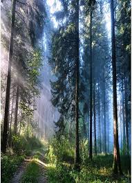 Regnskog Grön Fotobakgrund - Naturlandskap