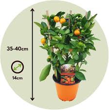 Spaljerad Citrus Calamondin i Låda - Vit