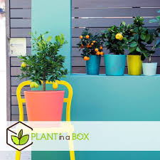 Plant in a Box - Citrusträd Set (3 st)