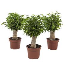 Pottade Växter: 3 × Ficus Benjamin - Höjd: 35 cm