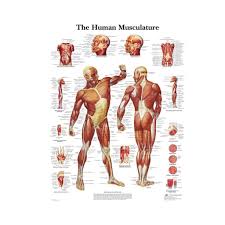 Kroppsaffisch: Anatomisk Muskulatur för Undervisning